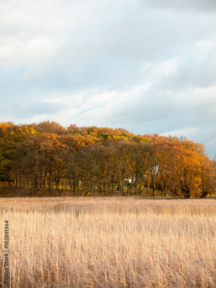 Fototapeta premium stunning golden reeds beautiful country empty space plans autumn bloom