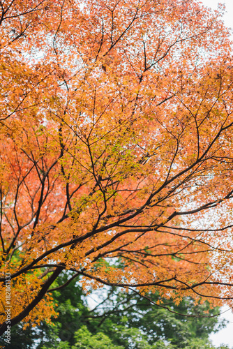 Season of beautiful autumn tree in park.