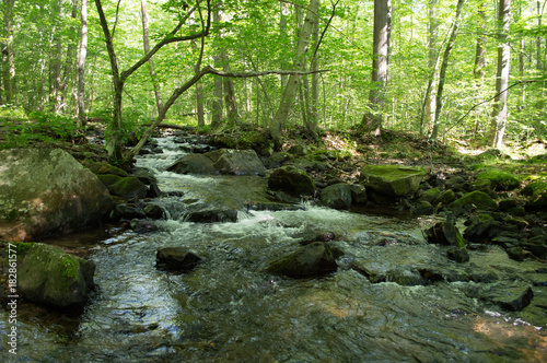 Stream in the Forest