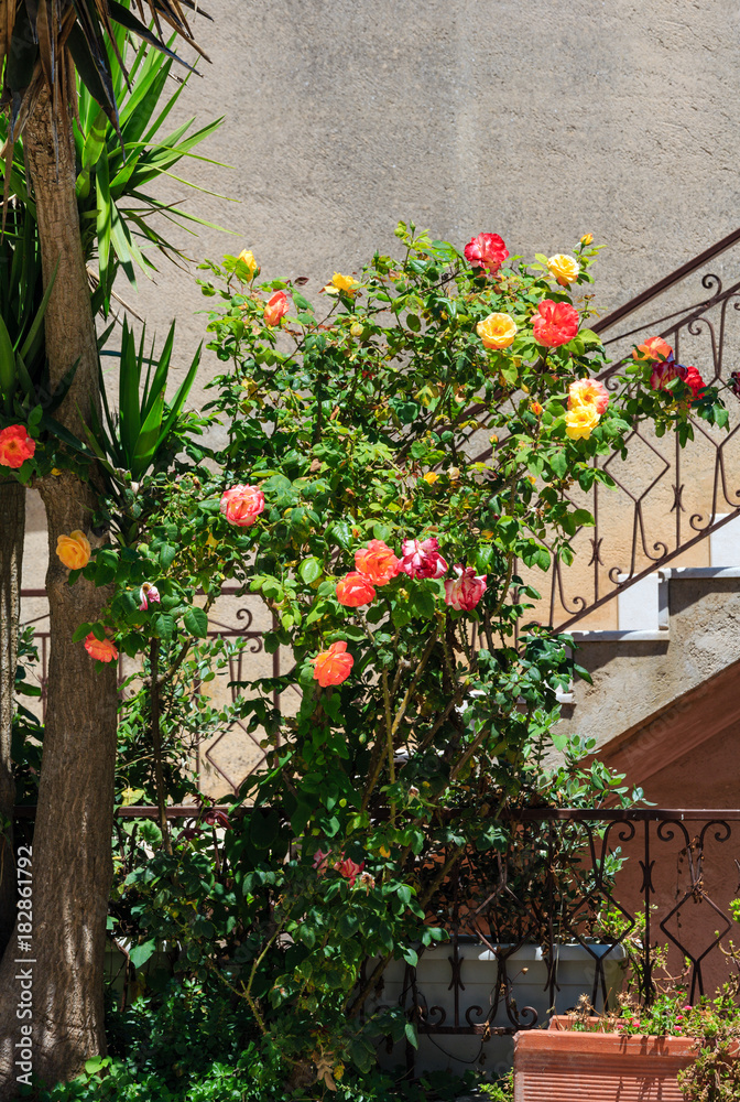 Rose bush near staircase.