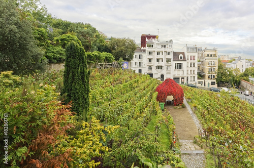 Vignes de Montmartre
