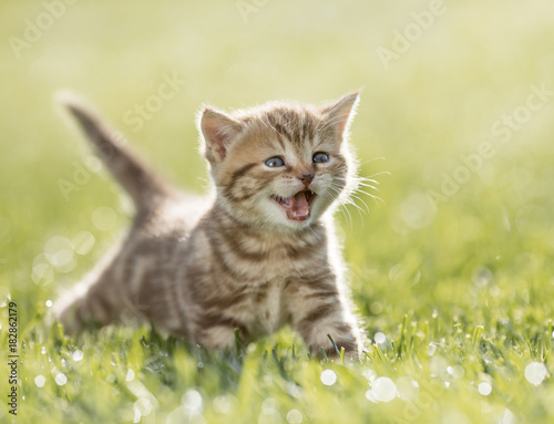 Fototapeta Naklejka Na Ścianę i Meble -  kitten meowing in the green grass