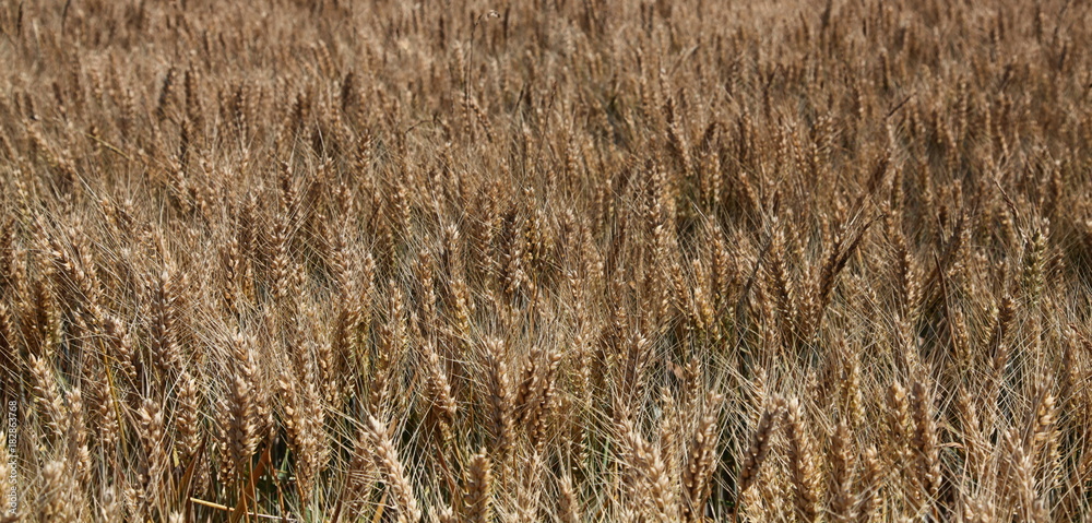 Abondance et générosité de la Terre agricole. Abondance et générosité de la Terre agricole.