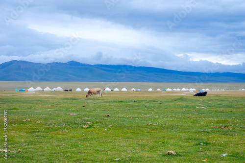 Yurts and cows by Song Kul lake, Kyrgyzstan