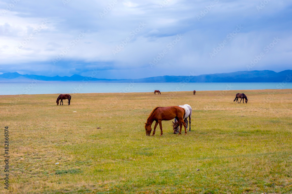 Horses around Song Kul lake, Kyrgyzstan Horses around Song Kul lake, Kyrgyzstan