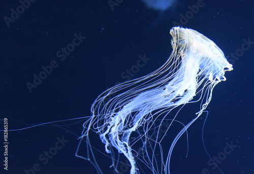 Photography Quallen im Meeresaquarium