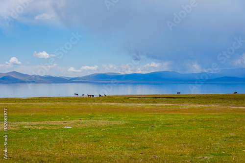 Horses by the Song Kul lake
