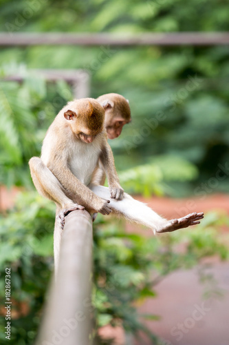 two monkey sitting on the fence and looking at leg and grab something