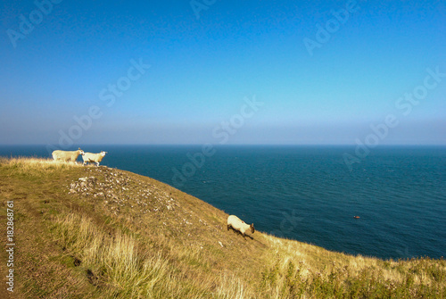 Sheep coming down hillside on coast eastern scotland © sue