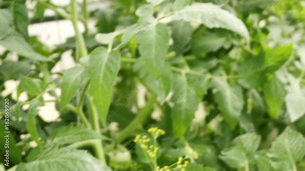 Green tomato grow in hothouse, closeup. Nobody Green tomato grow in hothouse, closeup. Nobody