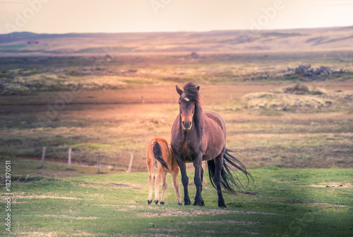 Iceland  a mare with her foal