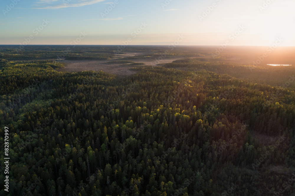Aerial view of green boreal forest at sunrise in Kurjenrahka National Park, Finland - obrazy, fototapety, plakaty 