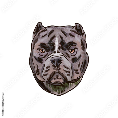 Cartoon animal vector drawing isolated white background