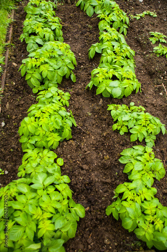 Young potato plant in rows.