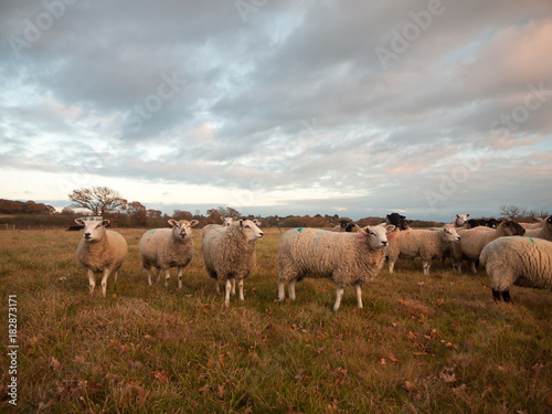 farmland close up white sheep farm grass grazing standing animals