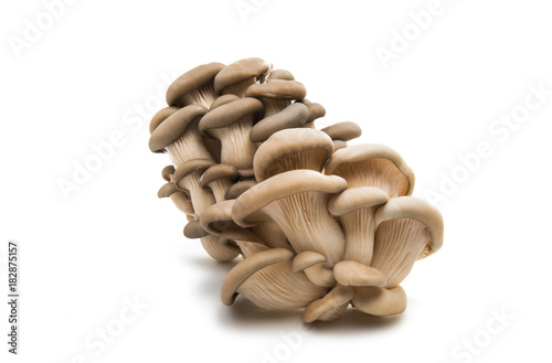 oyster mushroom isolated