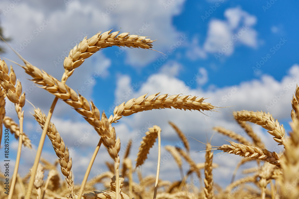 Golden wheat field with blue sky in background Golden wheat field with blue sky in background