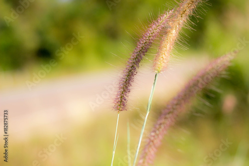 The soft feathered grass has a scientific name  Pennisetum pedicellatum Trin.
