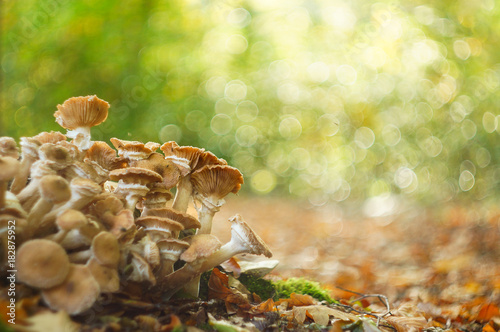 close up of a heap of mushrooms against a beautiful bokeh background in the forest during autumn