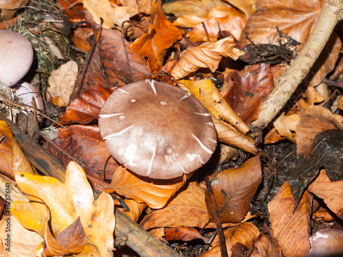 mushroom brown forest floor cap fungi autumn dead leaves