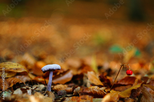 Close up of a little purple mushroom in the orange autumn forest, with very little depth of field and bokeh background