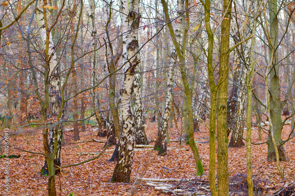 Obraz premium Deep Forest