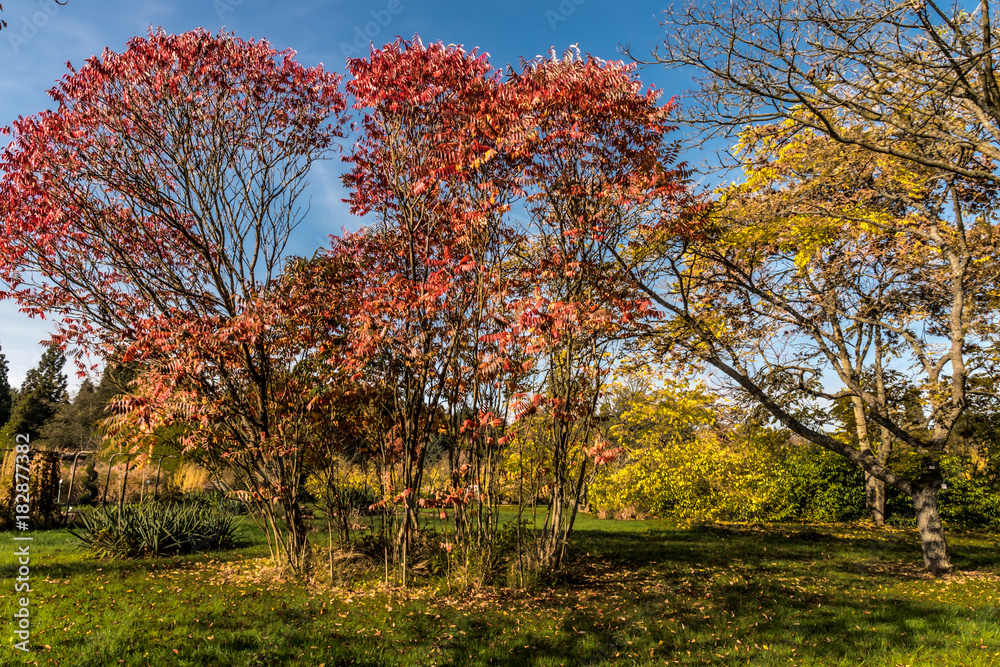 Naklejka premium Autumn mood on a golden October day in the Botanical Garden in Marburg.
