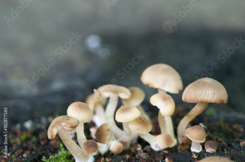 Psathyrella pygmaea mushrooms