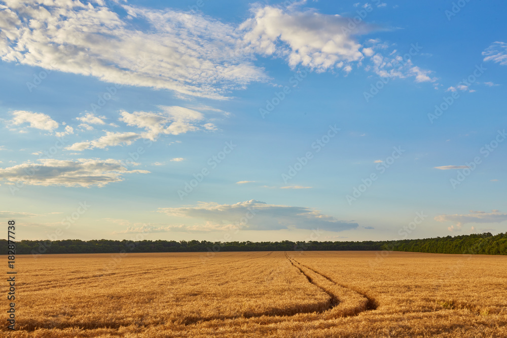 Golden wheat field