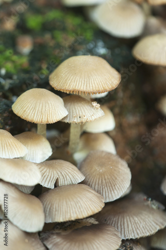  Psathyrella pygmaea mushrooms © Alexander Kurlovich