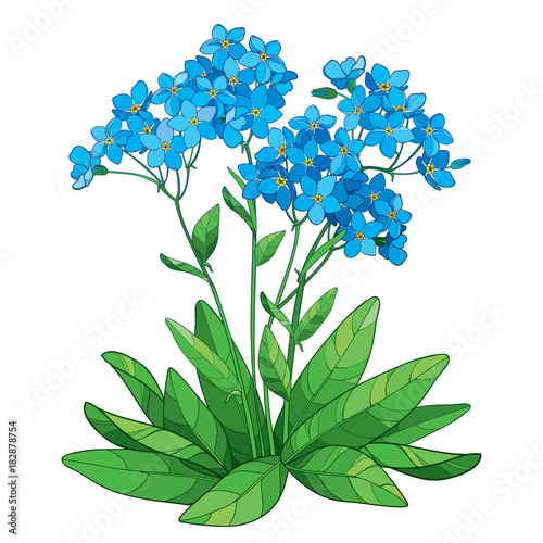 Vector bouquet with outline Forget me not or Myosotis flower in blue, bunch, bud and green leaves isolated on white background. Wildflower Forget me not in contour style for spring design.