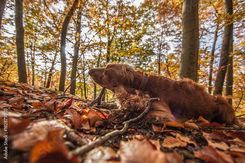 dog is plays with wooden stick