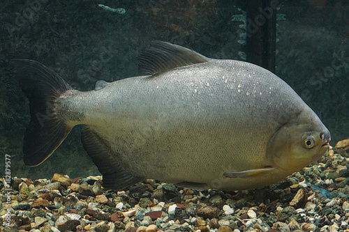 large fish in water