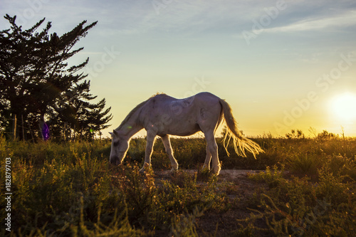 Cheval Camarguais