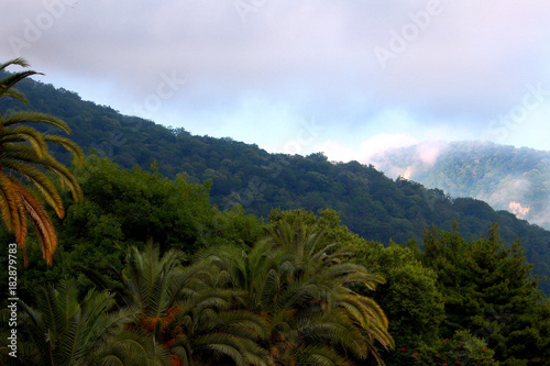 palm trees forest mountains sky clouds