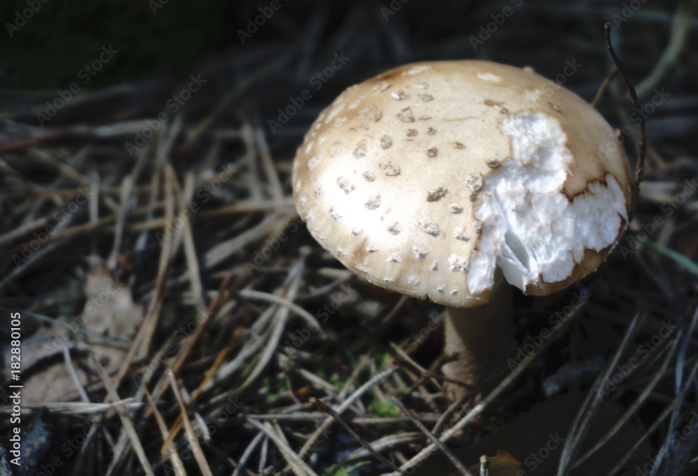 poisonous forest mushroom toadstool poisonous forest mushroom toadstool