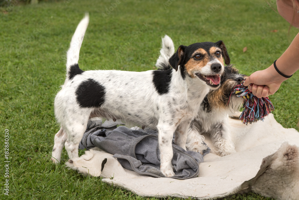 Two humans compatible dog play together with a child - Jack Russell Terrier