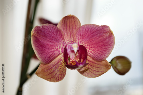 Orchideen Blüte