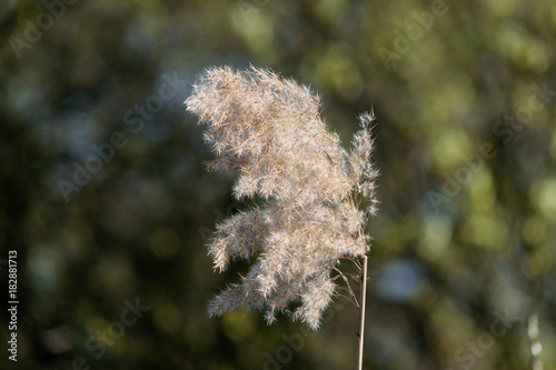 Schilfgras leuchtend flauschig