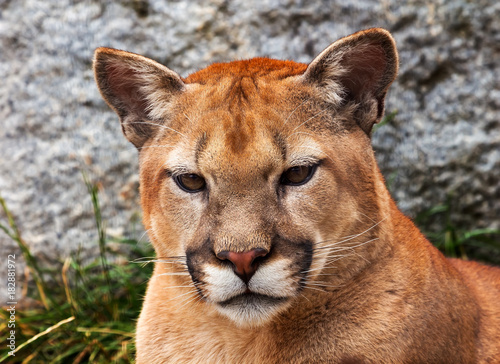 Mountain Lion Closeup Head Cougar Looking at You Puma Concolor