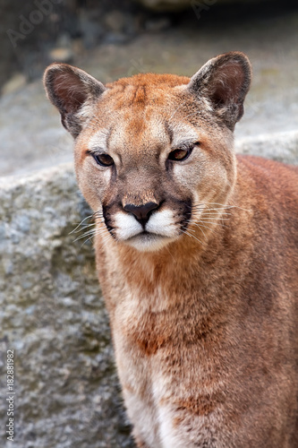 Mountain Lion Cougar Puma Concolor Looking