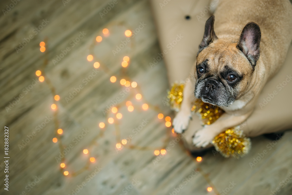 background new year 2018 christmas, year dog, french bulldog
