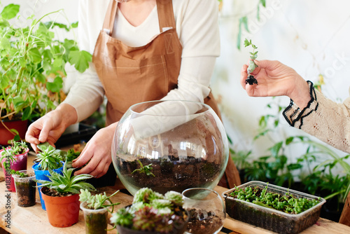Women's hobby. Girl nerd florist make a mini terrarium with house plants photo