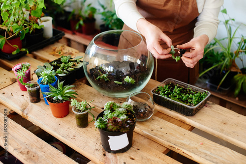 Women's hobby. Girl nerd florist make a mini terrarium with house plants photo
