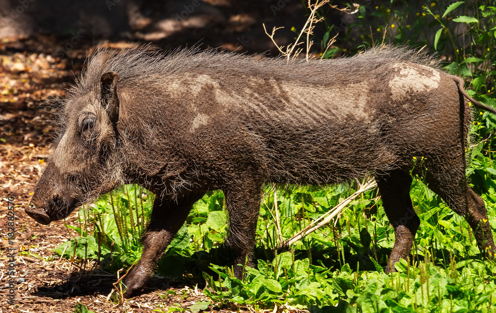 Female Warthog Phacochoerus africanus Female Warthog Phacochoerus africanus