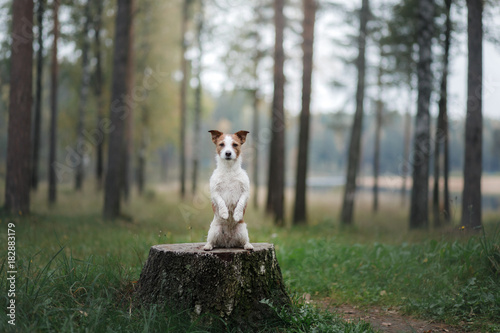 Dog Jack Russell Terrier sitting on a stump