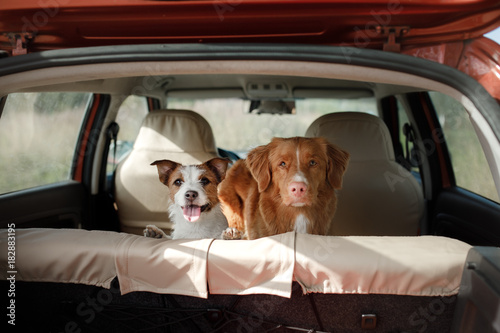 Dogs Nova Scotia duck tolling Retriever and Jack Russell Terrier in the car