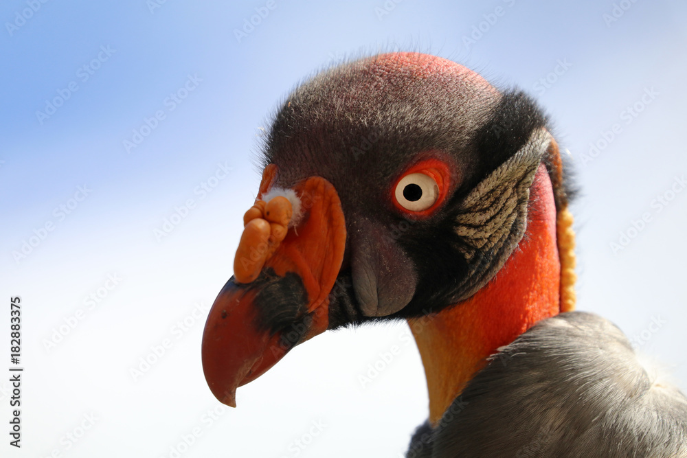 King vulture