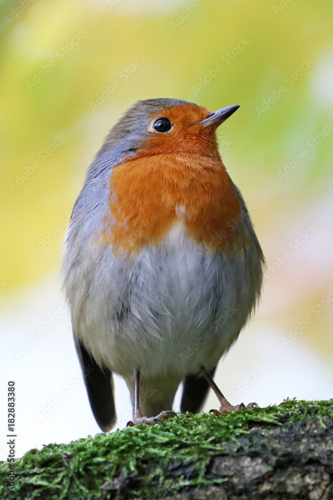 Fototapeta premium Robin