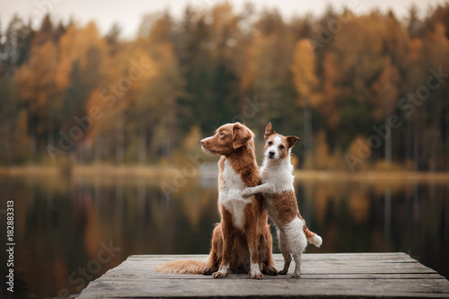 Dog Jack Russell Terrier and Nova Scotia duck tolling Retriever on a wooden pier